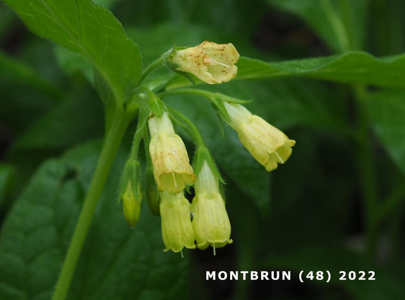 Comfrey, Tuberous flower